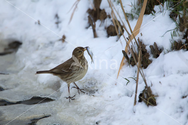 Waterpieper (Anthus spinoletta)