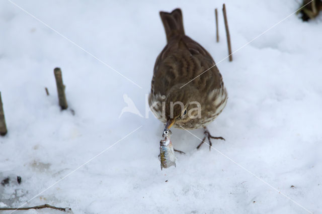 Waterpieper (Anthus spinoletta)