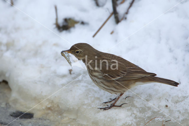 Waterpieper (Anthus spinoletta)