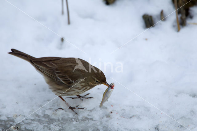 Waterpieper (Anthus spinoletta)