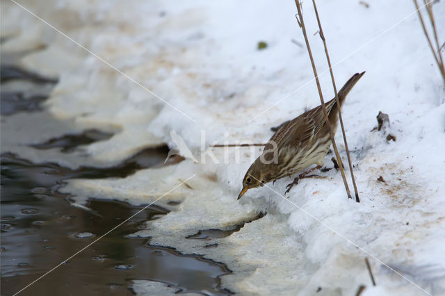 Waterpieper (Anthus spinoletta)