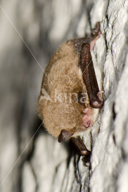 Watervleermuis (Myotis daubentonii)