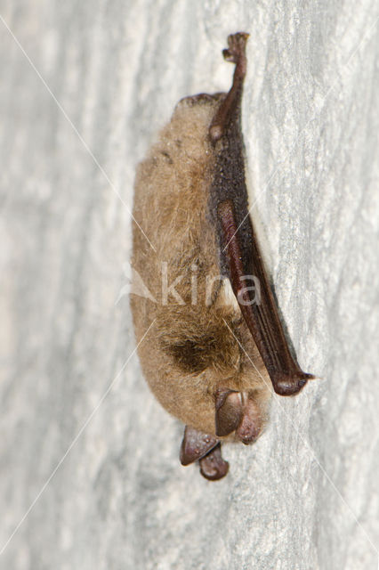 Daubenton's Bat (Myotis daubentonii)