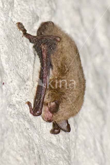 Watervleermuis (Myotis daubentonii)