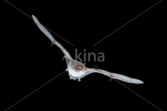 Daubenton's Bat (Myotis daubentonii)