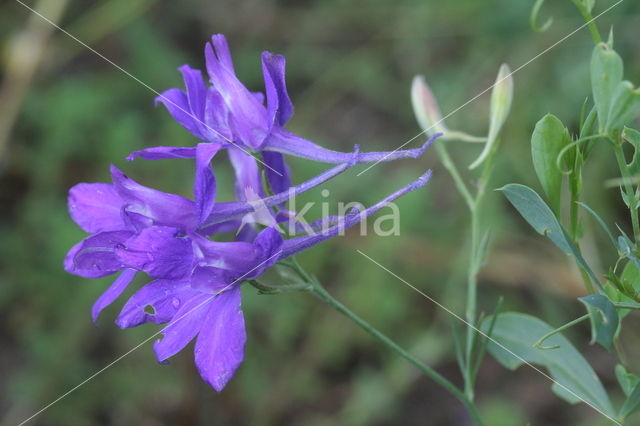 Forking Larkspur (Consolida regalis)