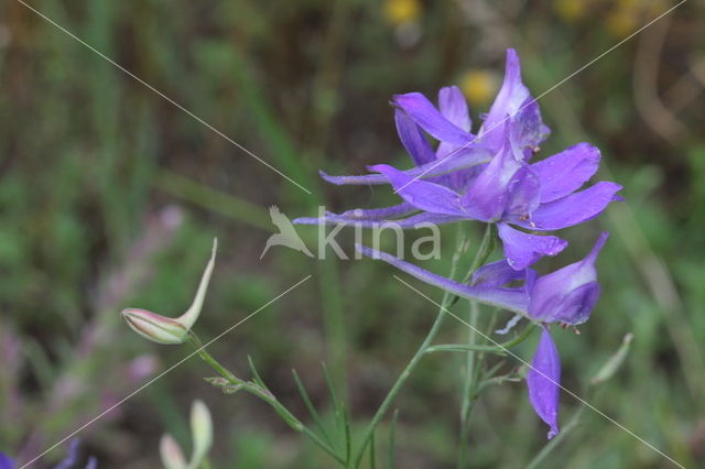 Forking Larkspur (Consolida regalis)