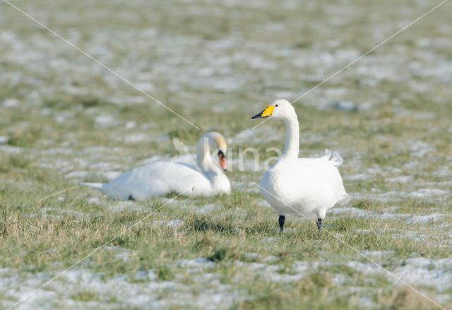 Wilde Zwaan (Cygnus cygnus)