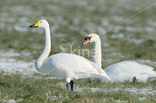 Whooper Swan (Cygnus cygnus)