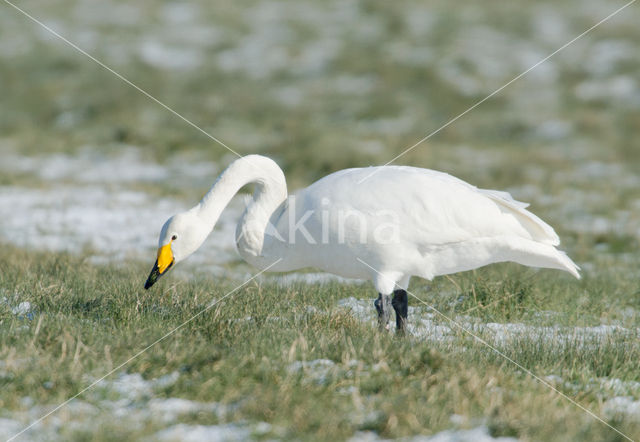 Wilde Zwaan (Cygnus cygnus)