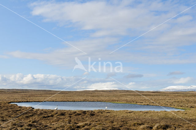 Whooper Swan (Cygnus cygnus)