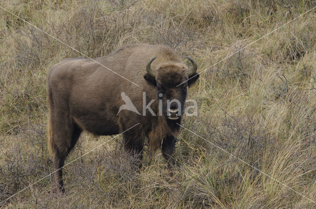 Wisent (Bison bonasus)