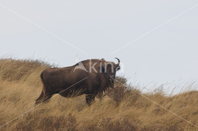 Wisent (Bison bonasus)