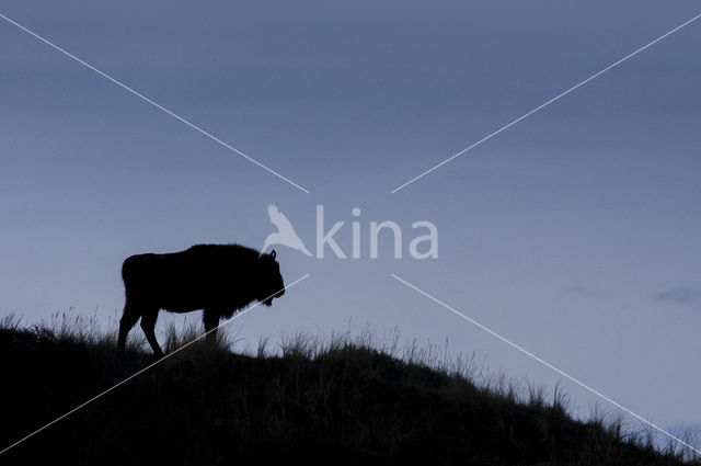 Wisent (Bison bonasus)