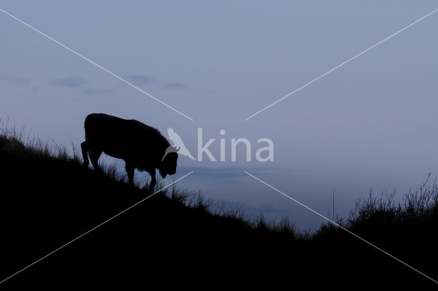 European Bison