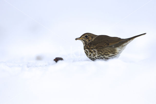 Song Thrush (Turdus philomelos)