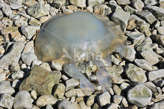 Dustbin-lid jellyfish (Rhizostoma octopus)