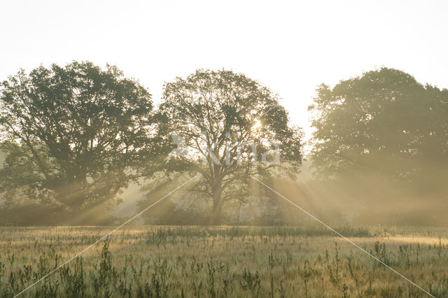 Common Oak