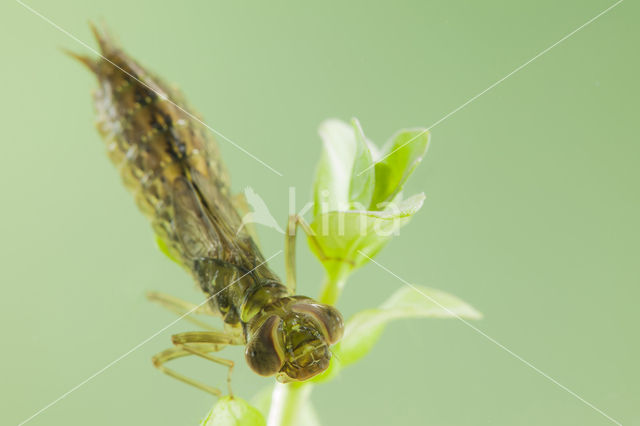 Zuidelijke glazenmaker (Aeshna affinis)