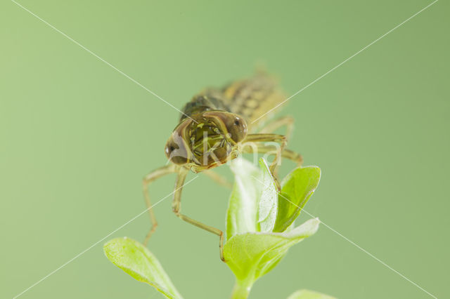 Southern Migrant Hawker (Aeshna affinis)