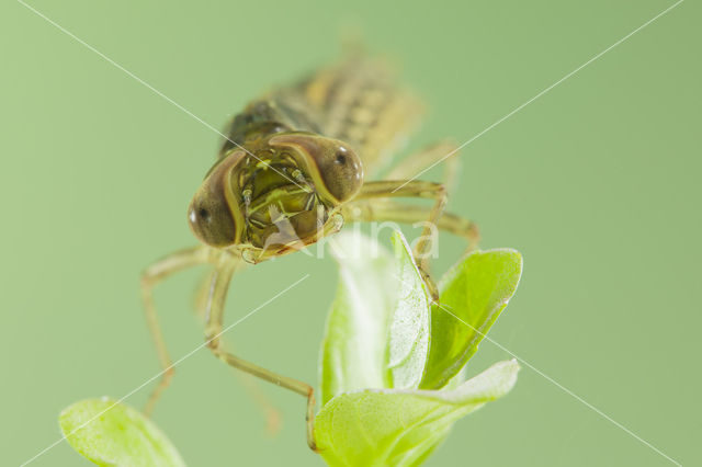 Zuidelijke glazenmaker (Aeshna affinis)