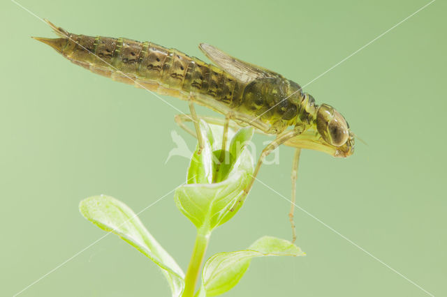 Zuidelijke glazenmaker (Aeshna affinis)