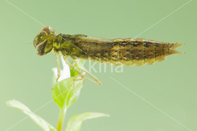 Southern Migrant Hawker (Aeshna affinis)