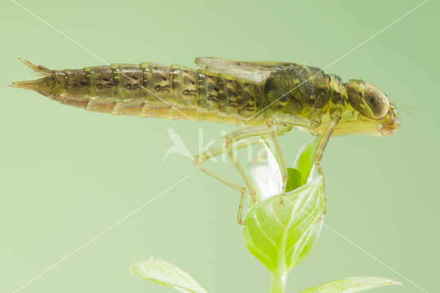 Zuidelijke glazenmaker (Aeshna affinis)