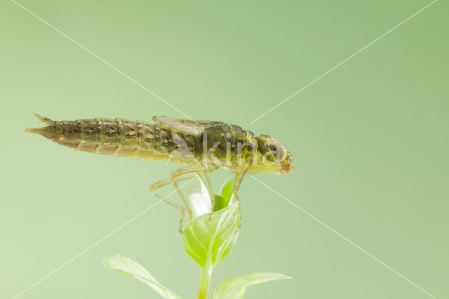 Southern Migrant Hawker (Aeshna affinis)