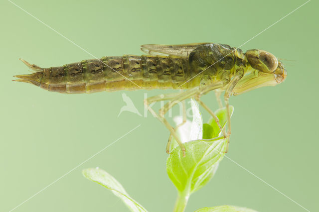 Zuidelijke glazenmaker (Aeshna affinis)