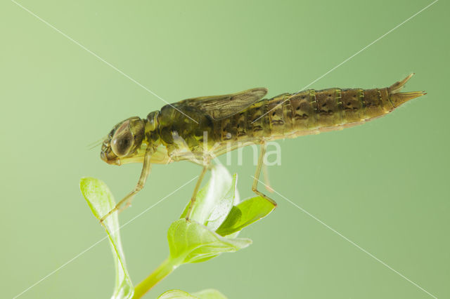 Zuidelijke glazenmaker (Aeshna affinis)