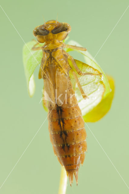 Zuidelijke glazenmaker (Aeshna affinis)