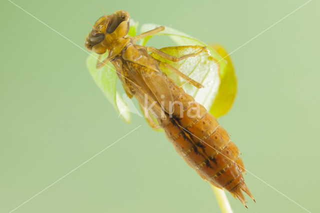 Zuidelijke glazenmaker (Aeshna affinis)