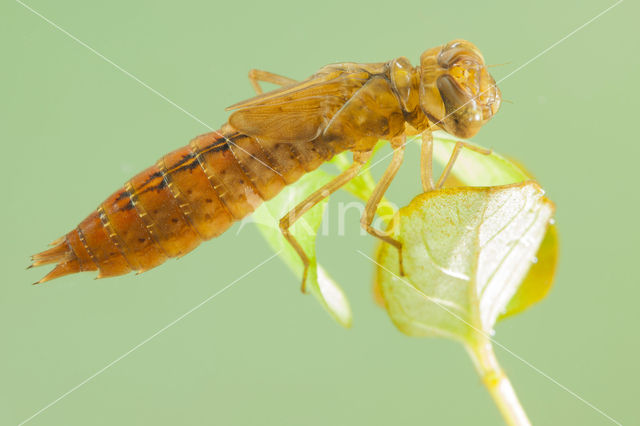Southern Migrant Hawker (Aeshna affinis)