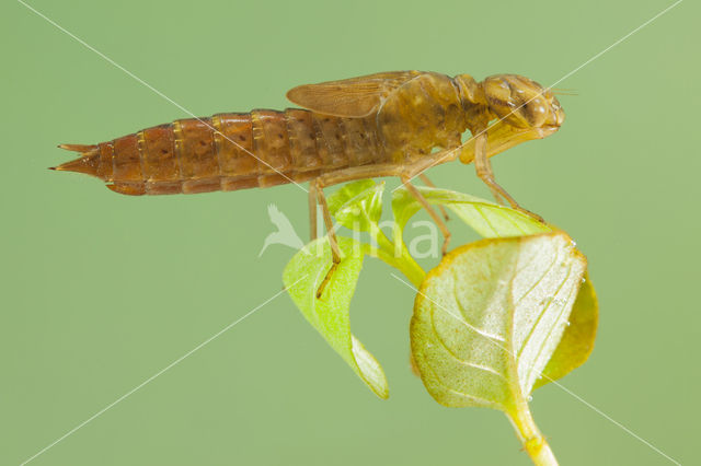 Zuidelijke glazenmaker (Aeshna affinis)