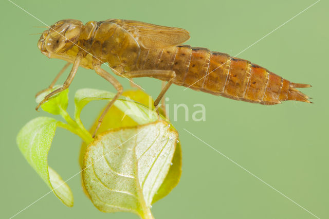 Southern Migrant Hawker (Aeshna affinis)