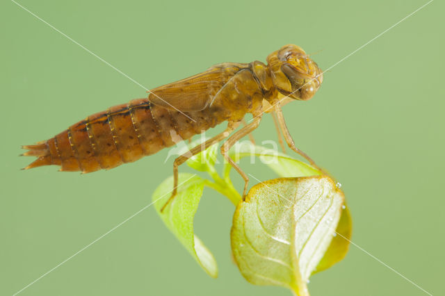 Southern Migrant Hawker (Aeshna affinis)