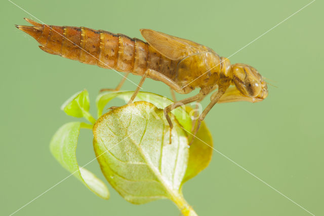 Zuidelijke glazenmaker (Aeshna affinis)