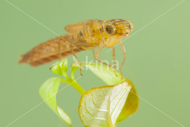 Zuidelijke glazenmaker (Aeshna affinis)