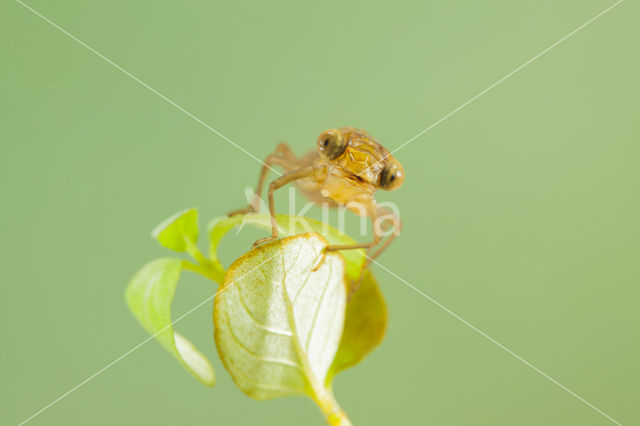 Zuidelijke glazenmaker (Aeshna affinis)