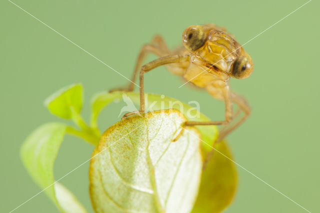 Zuidelijke glazenmaker (Aeshna affinis)