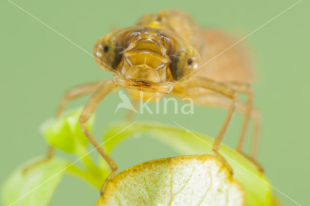 Zuidelijke glazenmaker (Aeshna affinis)