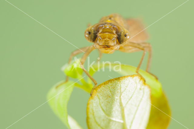 Zuidelijke glazenmaker (Aeshna affinis)