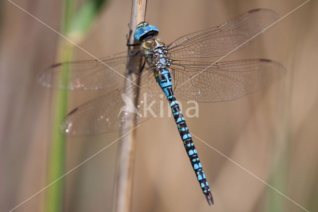 Zuidelijke glazenmaker (Aeshna affinis)