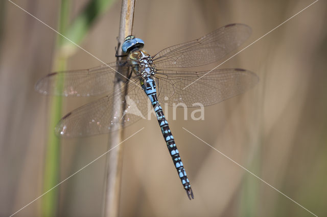 Zuidelijke glazenmaker (Aeshna affinis)