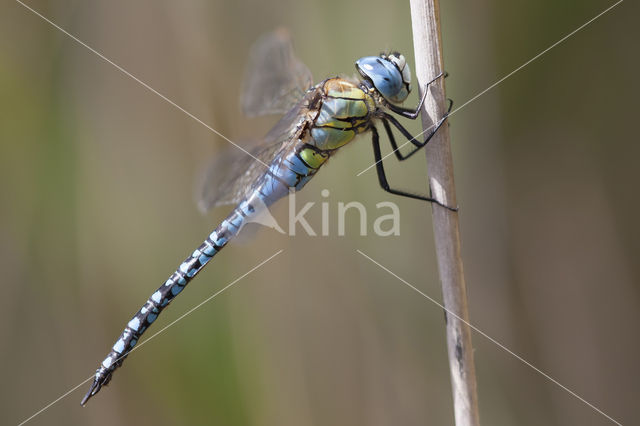 Zuidelijke glazenmaker (Aeshna affinis)