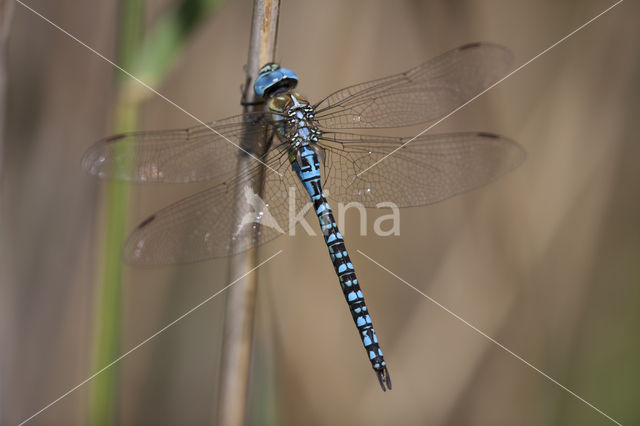 Zuidelijke glazenmaker (Aeshna affinis)