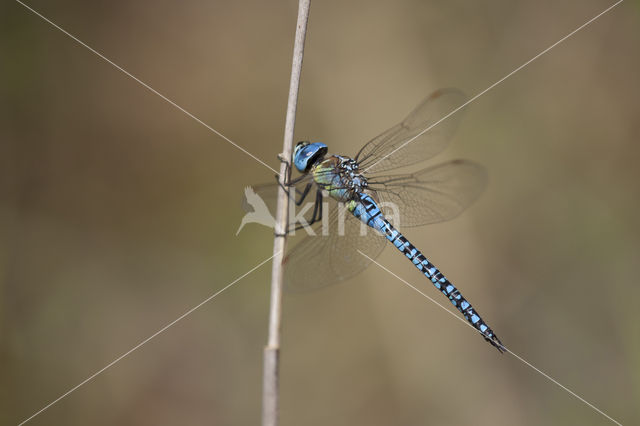 Zuidelijke glazenmaker (Aeshna affinis)