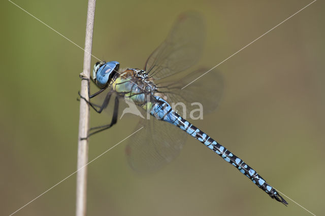 Zuidelijke glazenmaker (Aeshna affinis)