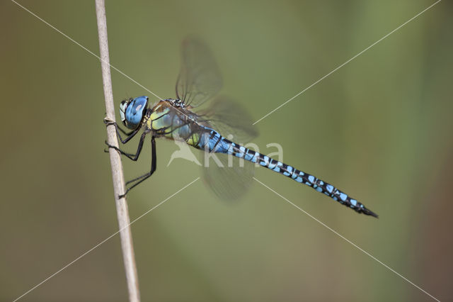 Zuidelijke glazenmaker (Aeshna affinis)